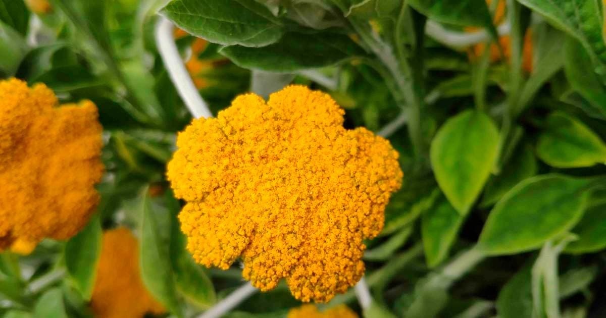 South African Plant Helichrysum Umbraculigerum Found to Produce Unique Cannabinoids