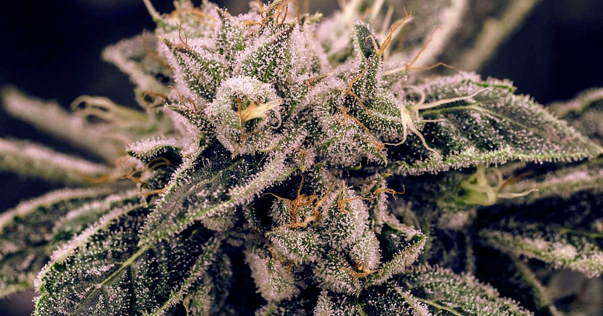 Israeli Study Finds Terpenes Enhance THC's Interaction with CB1 Receptors