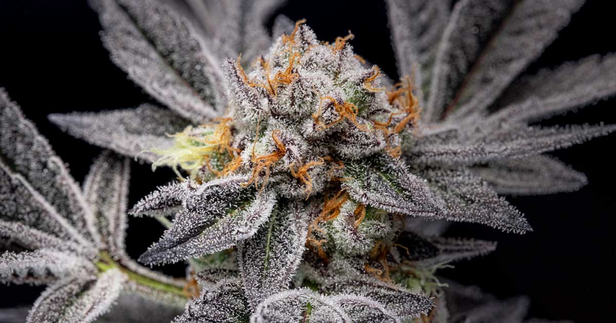 Exotic Cannabis Strains Gain Popularity with Unique Flavors and Effects