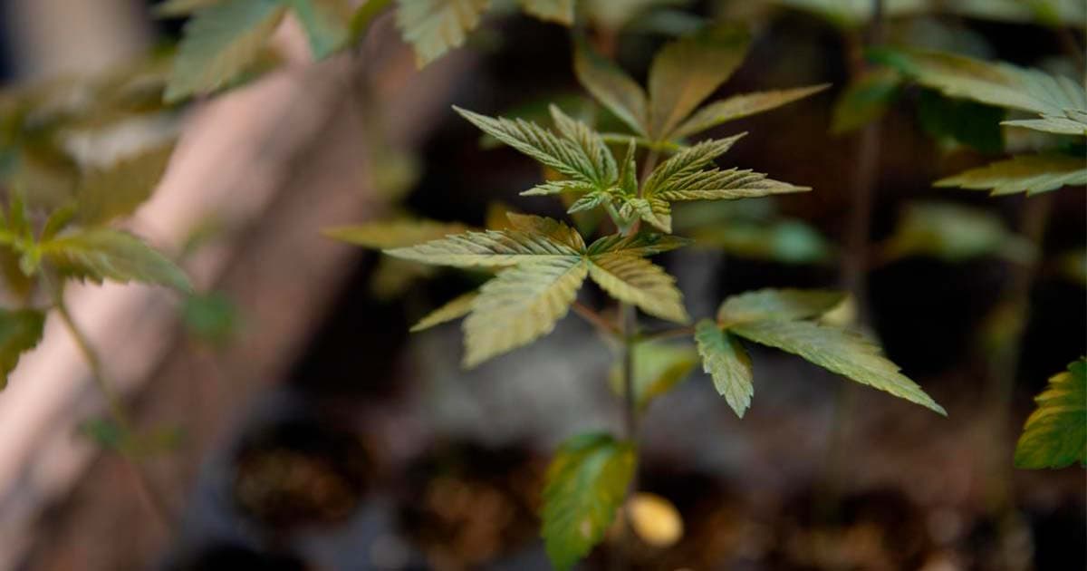 German Cannabis Clubs Advocate for Practical Legislation Amid Legalization Efforts