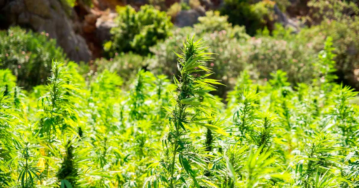 Canadian Study Shows Hemp-Based Bioplastics Could Replace Polyethylene in Packaging