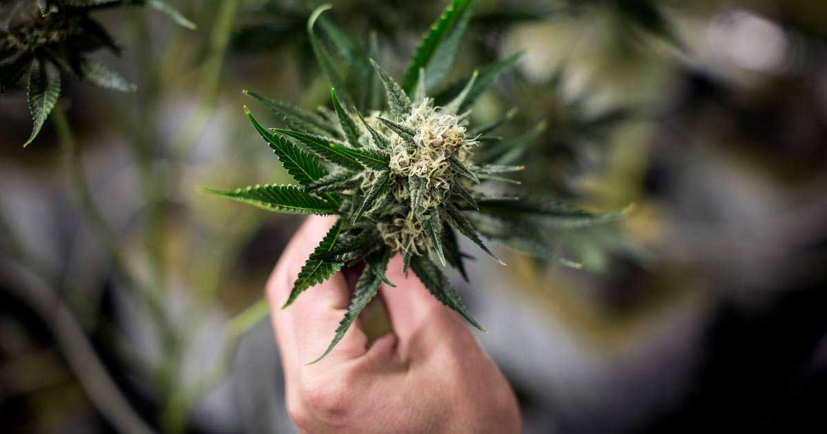 Germany to Present Revised Cannabis Legalization Bill by Mid-August