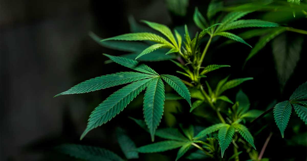 Luxembourg Set to Vote on Cannabis Legalization by End of June