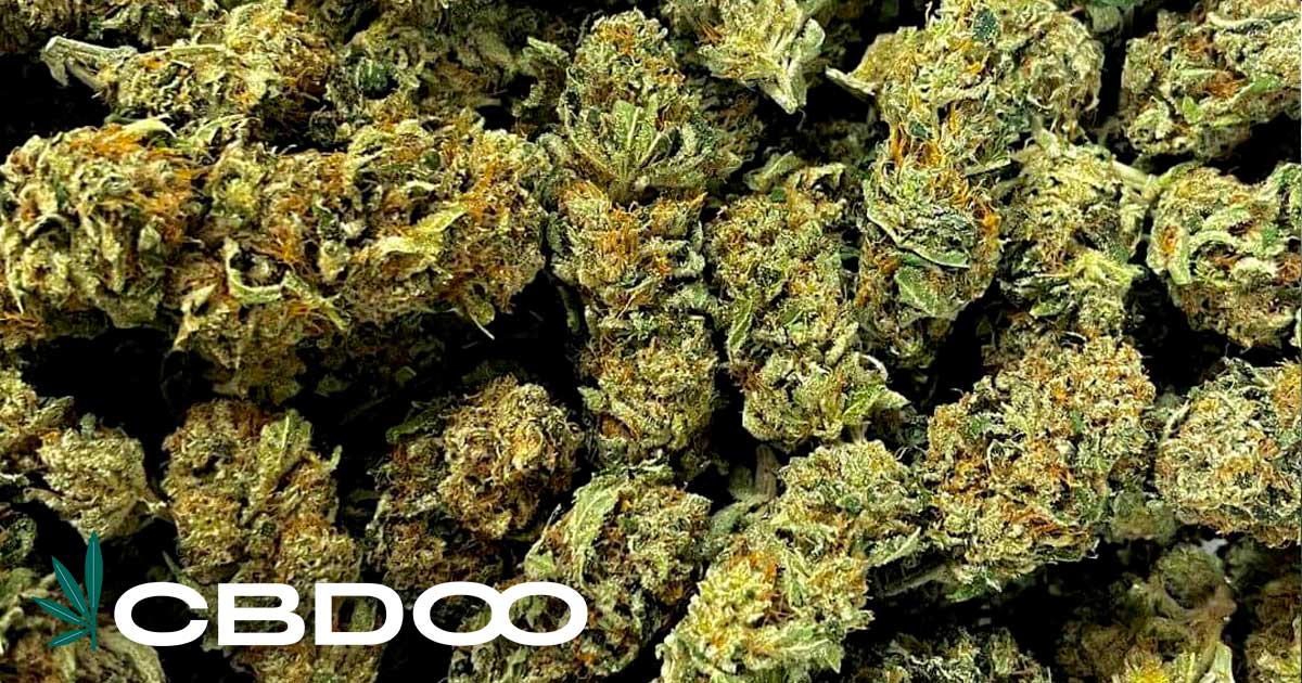 CBDOO Propose une Gamme Diversifiée de Fleurs de CBD Premium