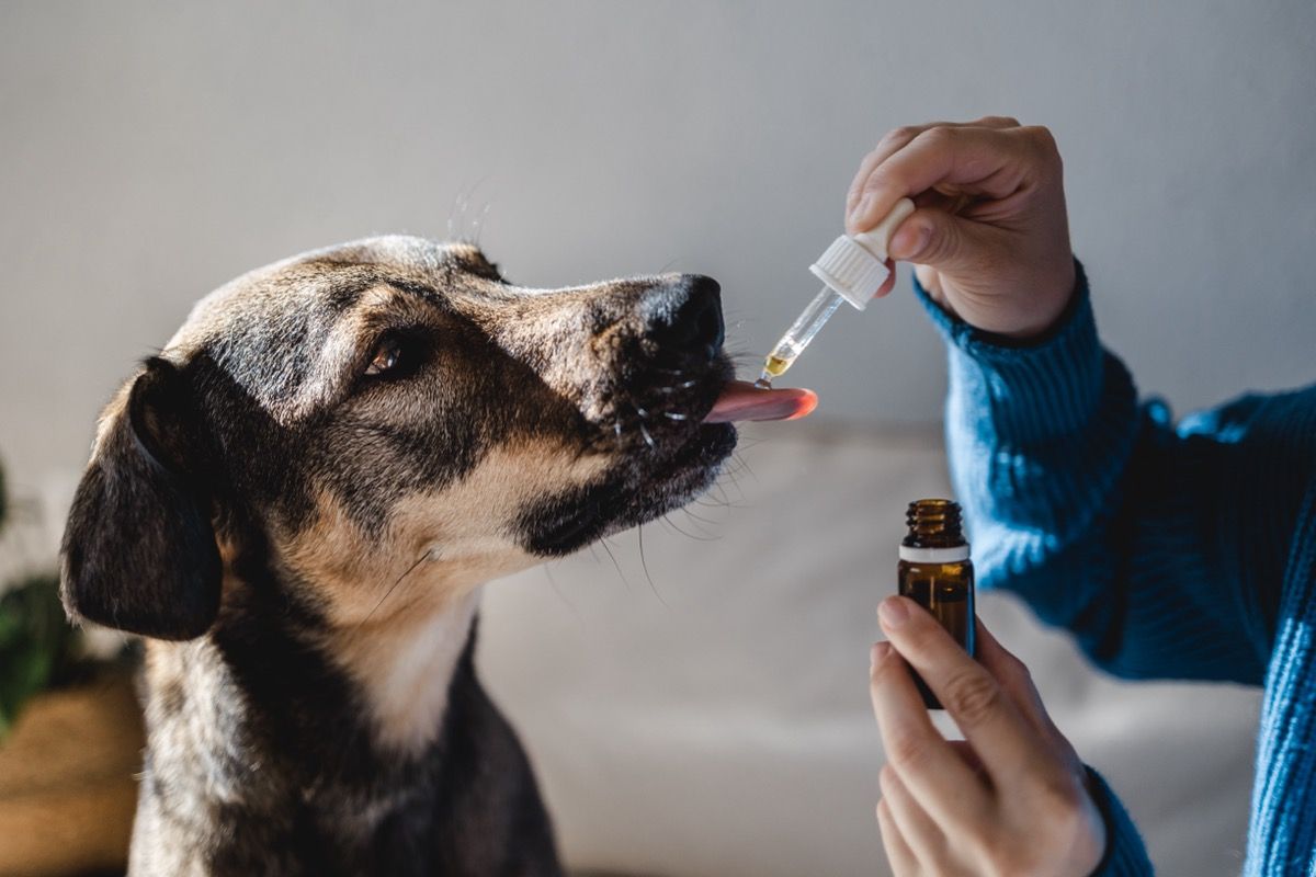 New Study Reveals Insights into CBD Use for Dogs