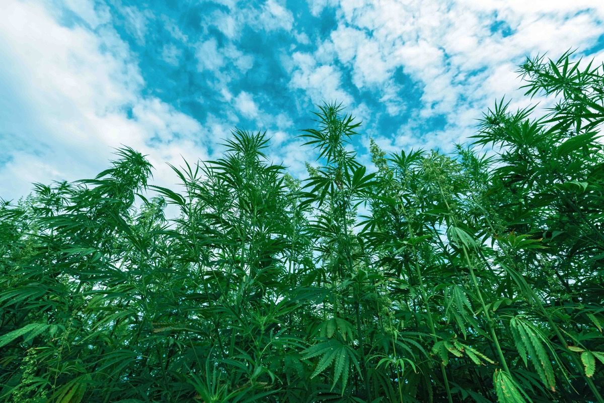 New Hemp Definition Raises Enforcement Concerns for Federal Agencies