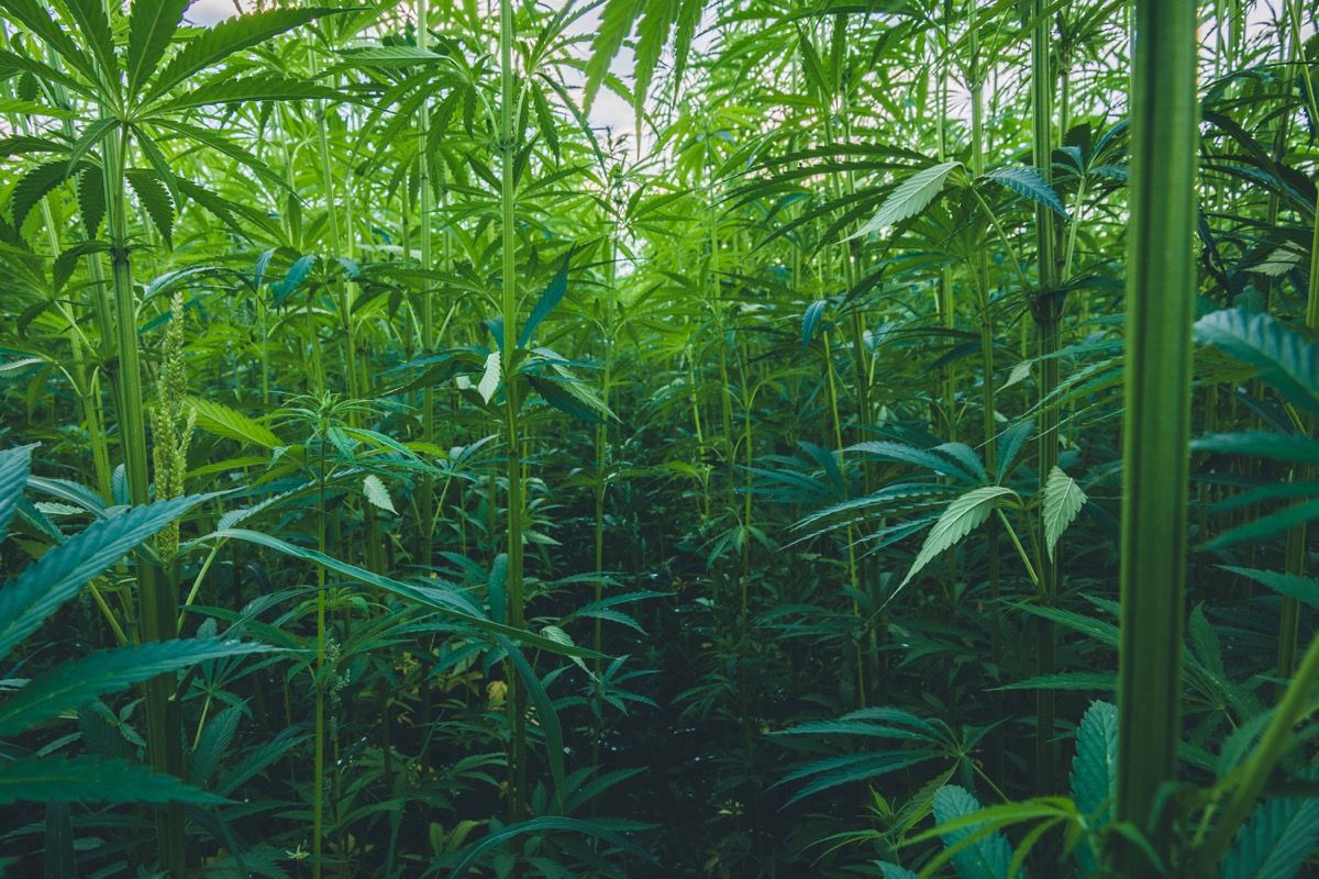 US Senators Reintroduce Legislation to Regulate Hemp Products and Ensure Safety