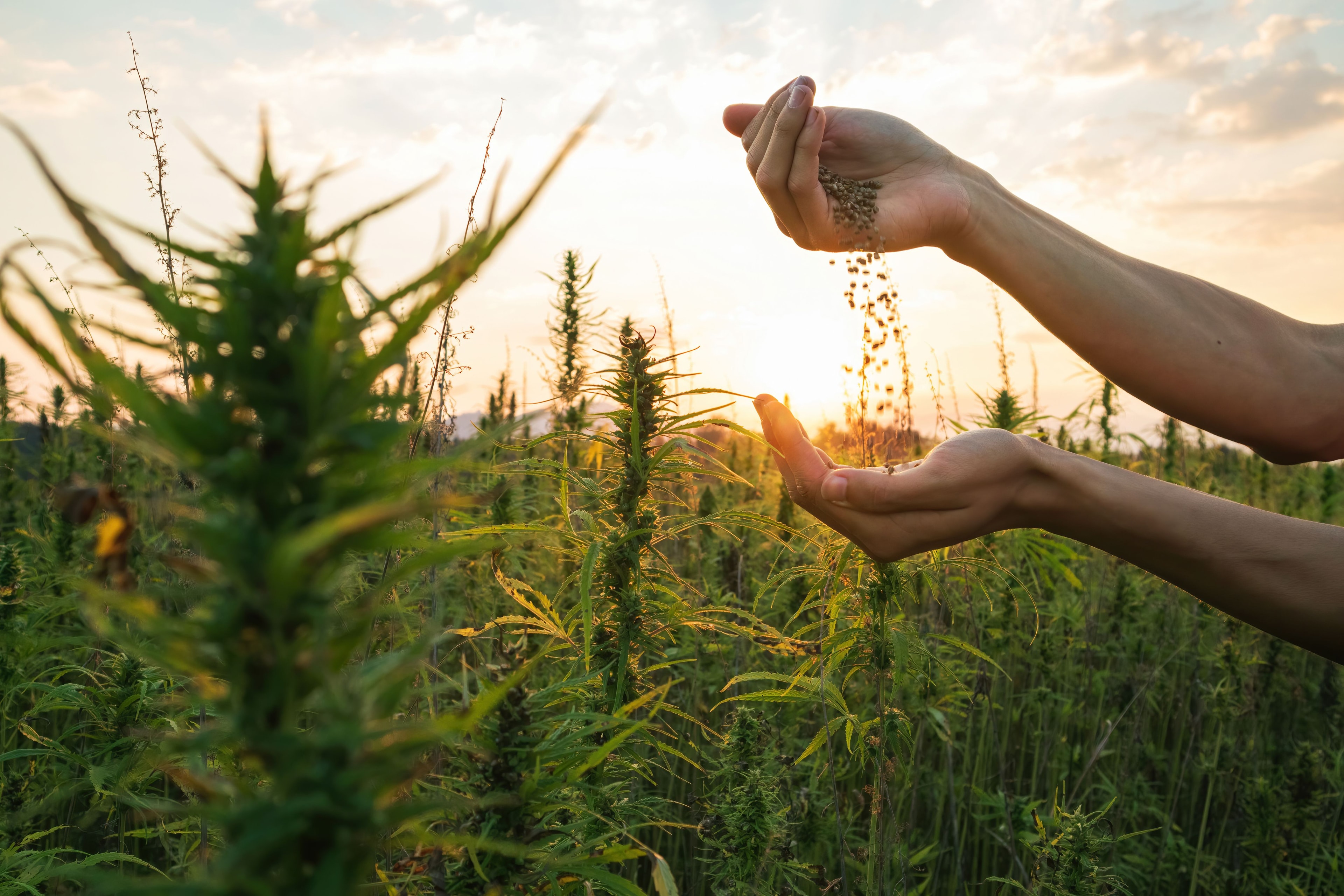 Innovative Hemp Biosolids Trial Paves Way for Sustainable Agriculture in the US