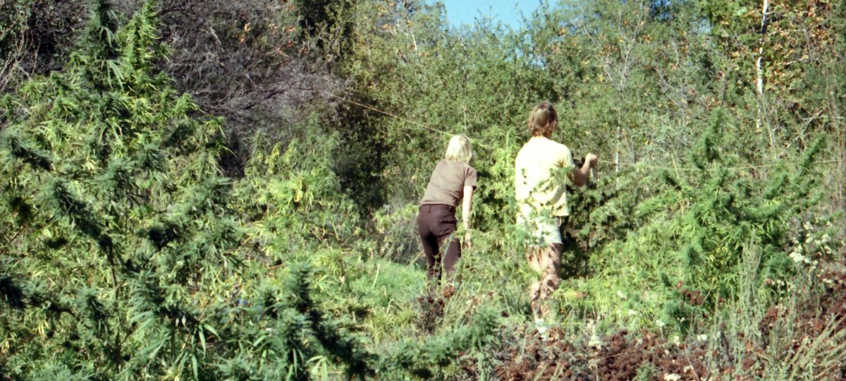 The Nectarball Collection: A Living Archive of Cannabis History