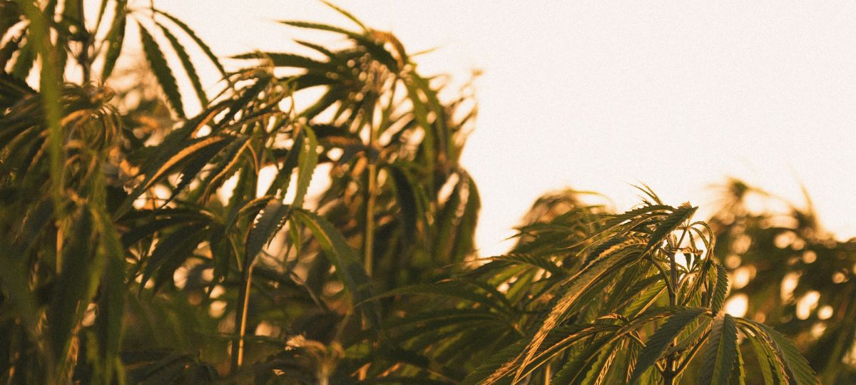 Federal Policy Shift Threatens American Hemp Industry's Future