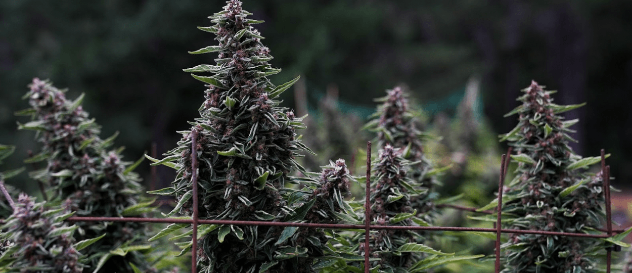 Terpnami 2026: A Flavorful Future for Cannabis Enthusiasts in San Francisco