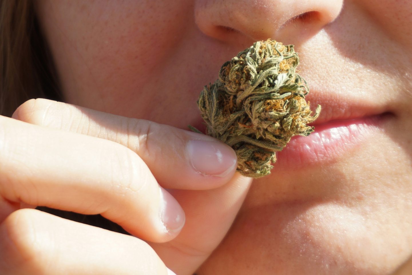 OSU Study Reveals Surprising Cannabis Aroma Categories, Including Unpleasant Odors