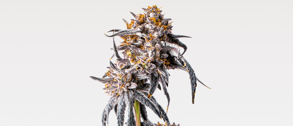 PrimeTime Capital ฟื้นฟู Sherbinskis ที่ประสบปัญหาด้วยการควบรวมเชิงกลยุทธ์