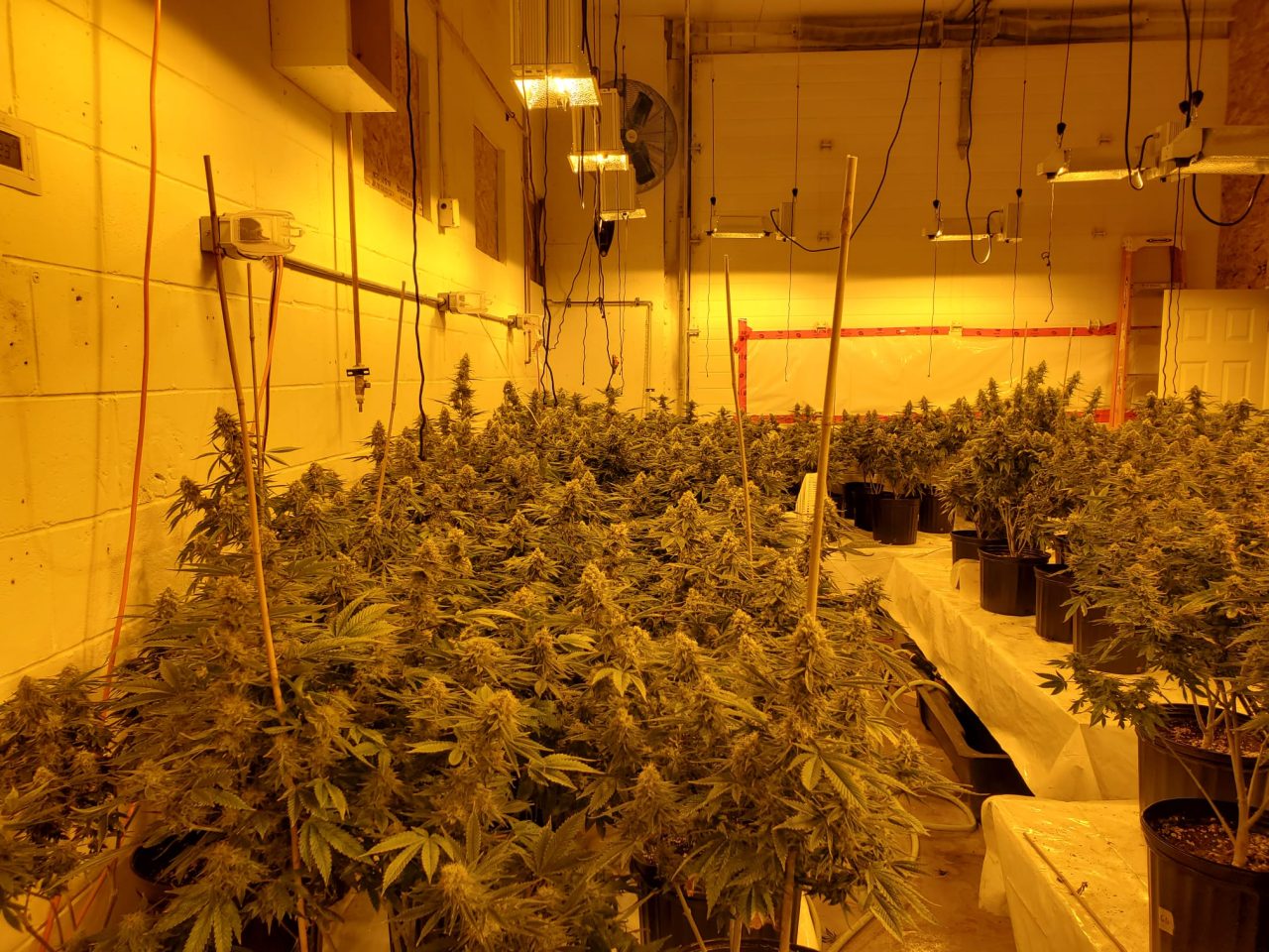 วิธี Sea of Green เสนอการปลูกกัญชาที่มีประสิทธิภาพสำหรับผู้ปลูกที่บ้าน