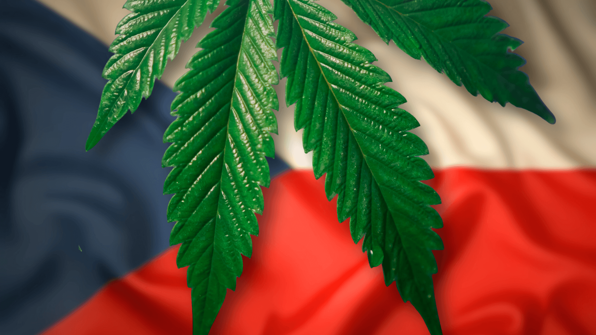 Czech Republic Legalizes Home Cultivation of Cannabis from 2026