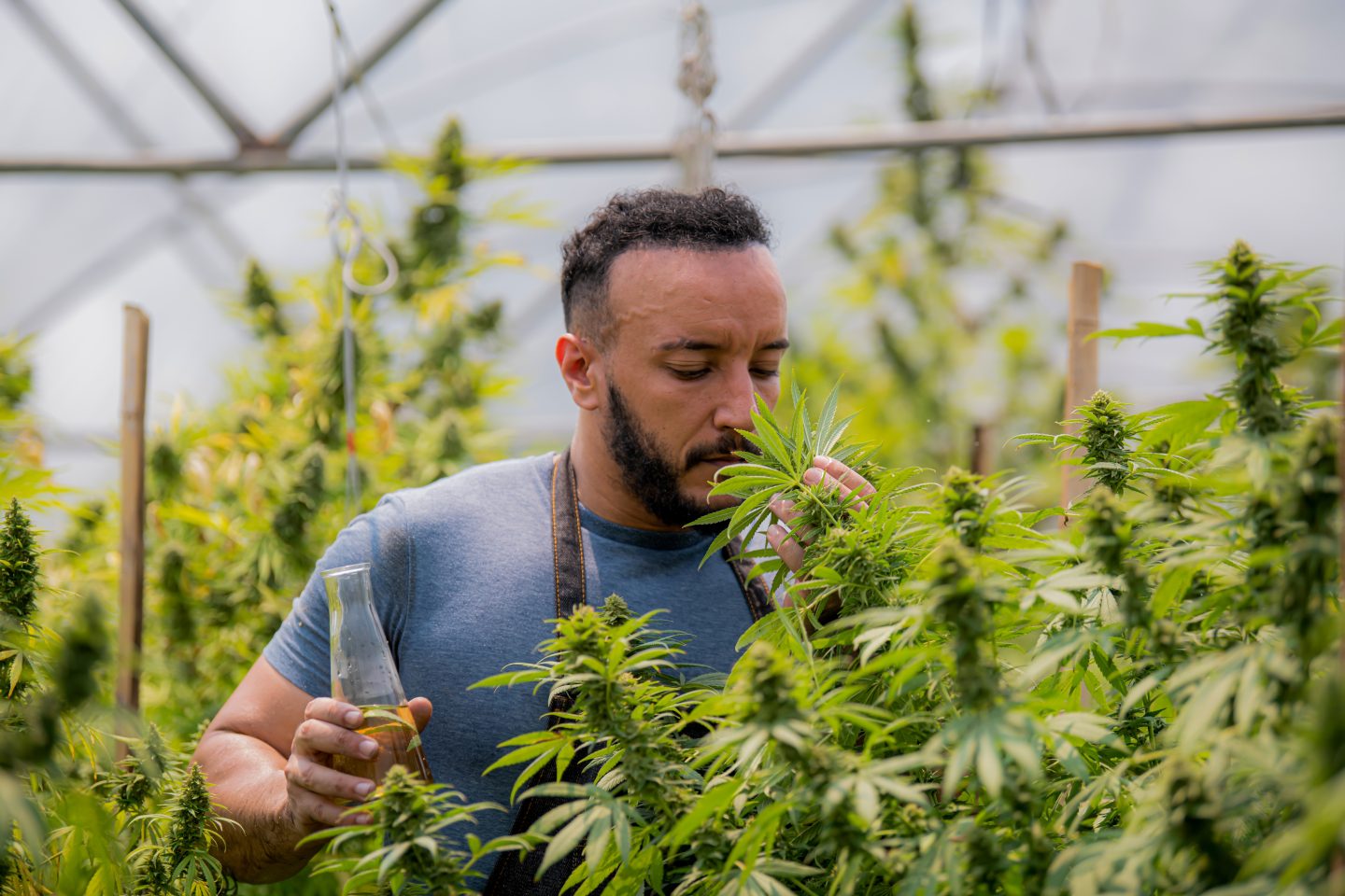 กรอบ PAC ใหม่มุ่งปกป้องสิทธิของผู้เพาะพันธุ์กัญชา