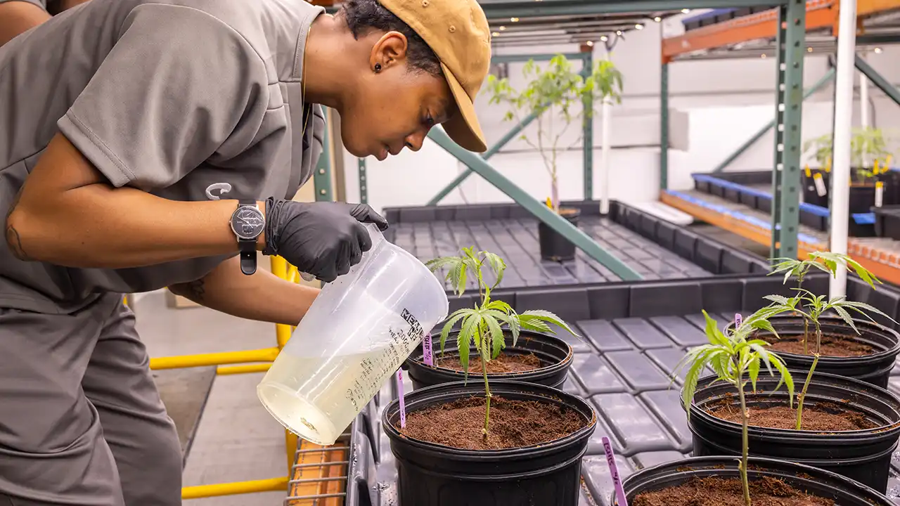 Missouri Cannabis Company Faces $3 Million Payout Amid Asthma Risks