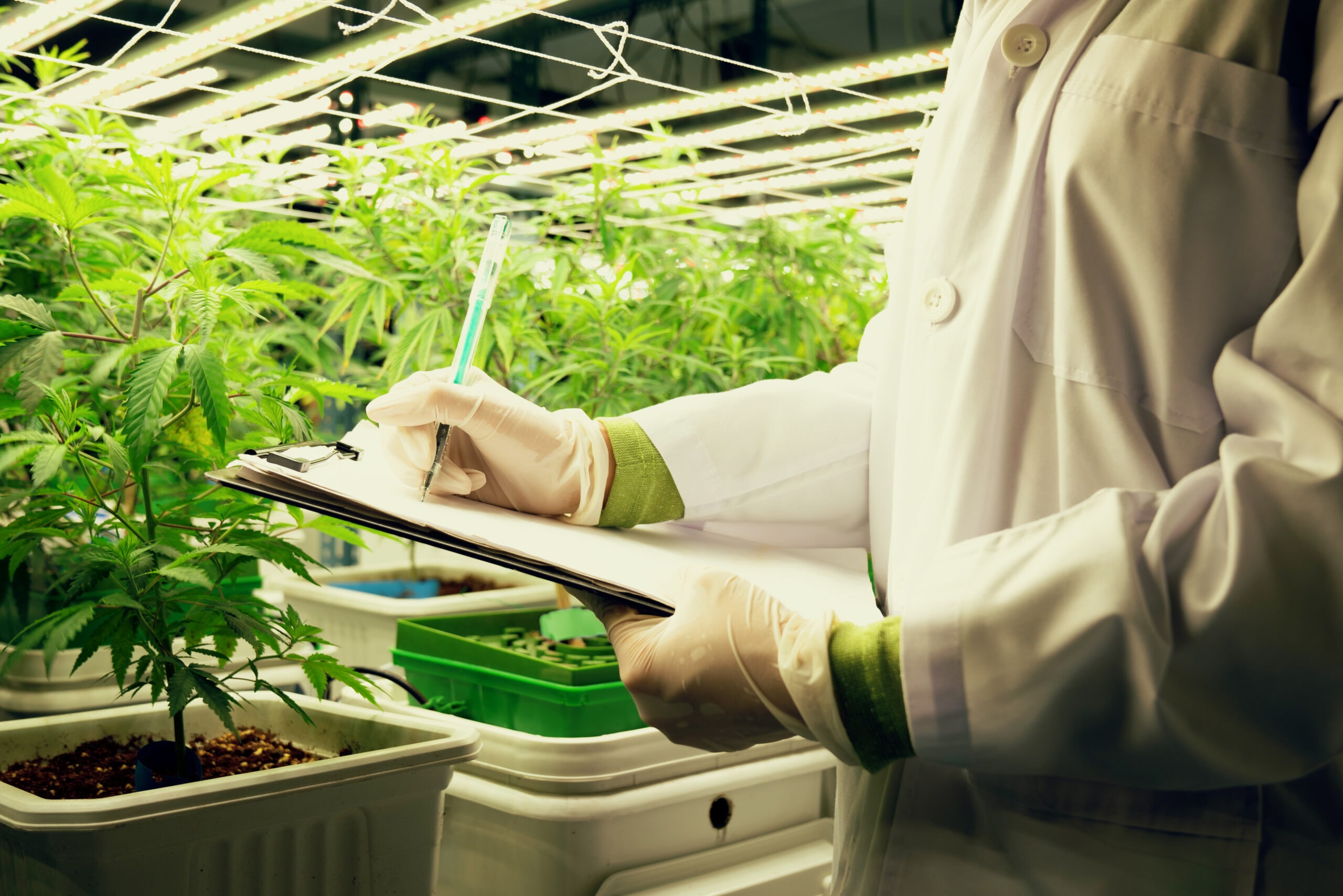 Navigating Profitability in Cannabis Cultivation: Insights from Industry Experts