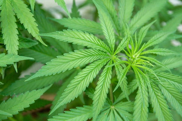 Wageningen University Researchers Revive Ancestral Cannabis Enzymes for Medical Innovation