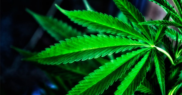 Cannabis Research Reveals Health Benefits Amid Legalization Efforts