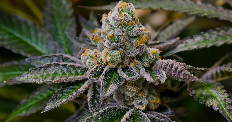 High THC Cannabis Strains Lead Global Market in 2017