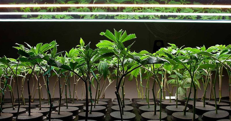 77% of California Cannabis Clones Found Contaminated with Pesticides