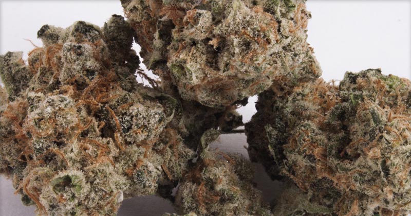 Top Cannabis Strains with Grape Flavors Capture Enthusiasts' Attention