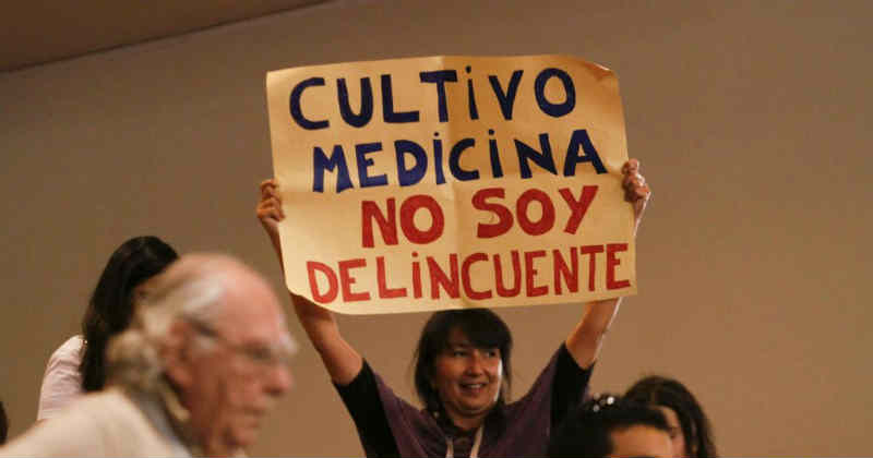 Chilean Senate Considers Bill to Protect Medical Cannabis Patients' Rights