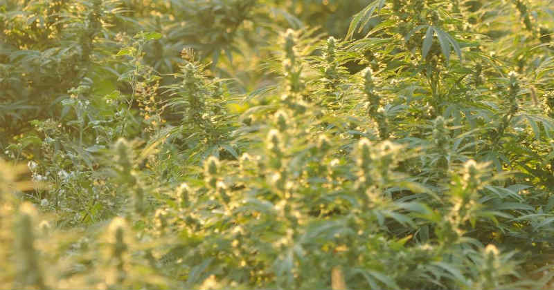 Edelgreen Earns Europe's First DEMpure Certification for Sustainable Cannabis Cultivation