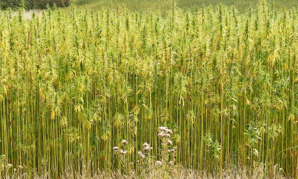 Iceland Approves Industrial Hemp Cultivation with New Regulatory Amendments