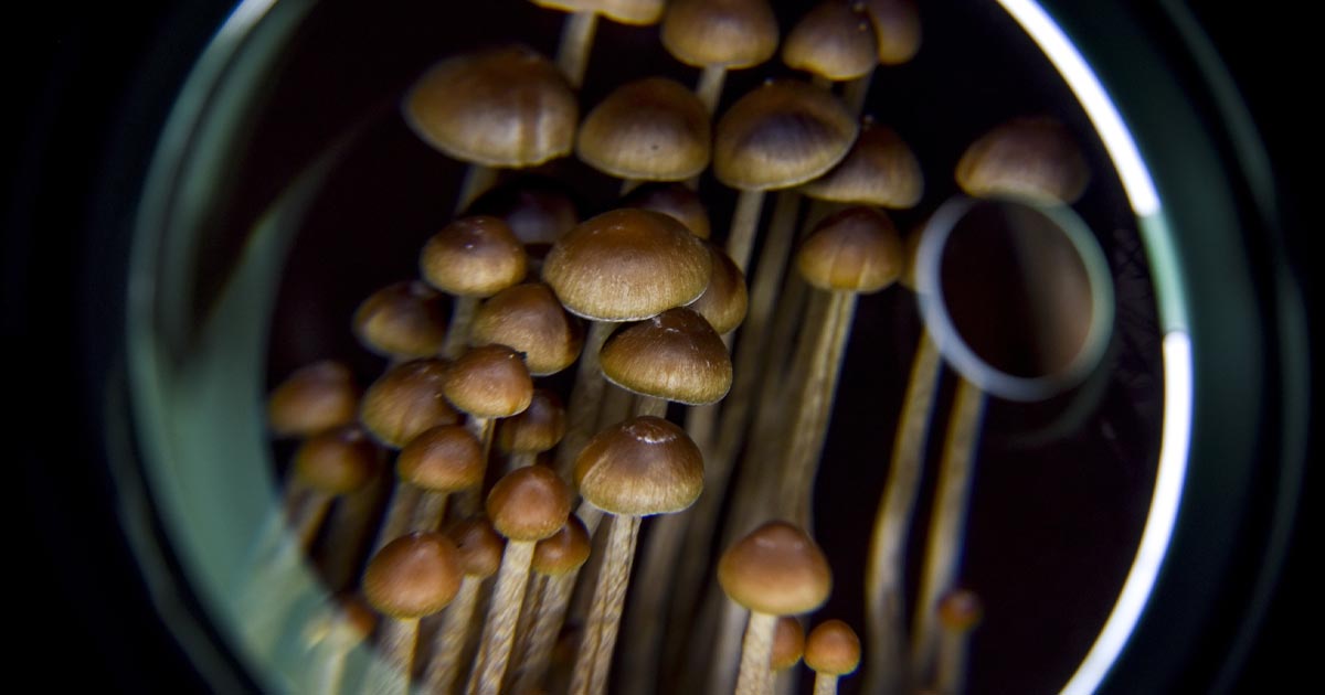 Washington D.C. Voters Approve Decriminalization of Psychedelic Plants