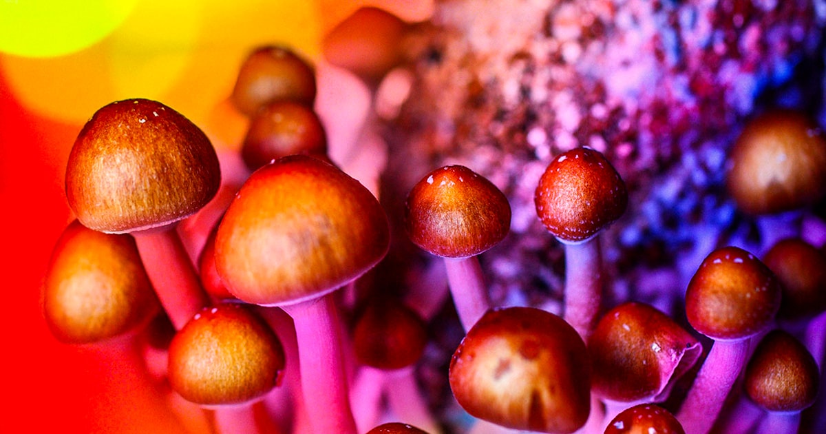 States Across the U.S. Move Towards Decriminalizing Psychedelics