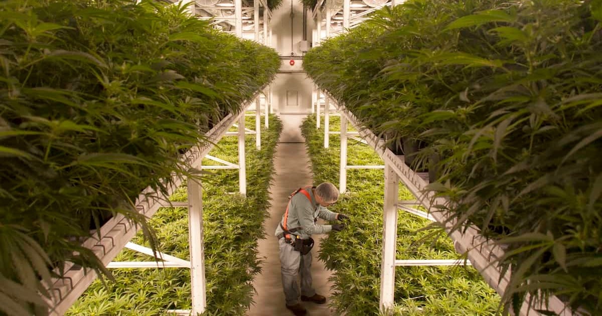 British American Tobacco Acquires 19.9% Stake in Organigram for $175 Million