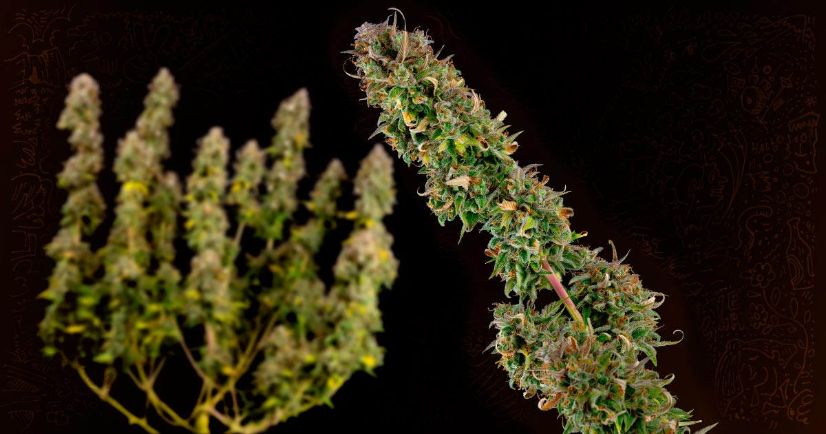 Cookies Cannabis Strains Revolutionize the Industry with Global Influence