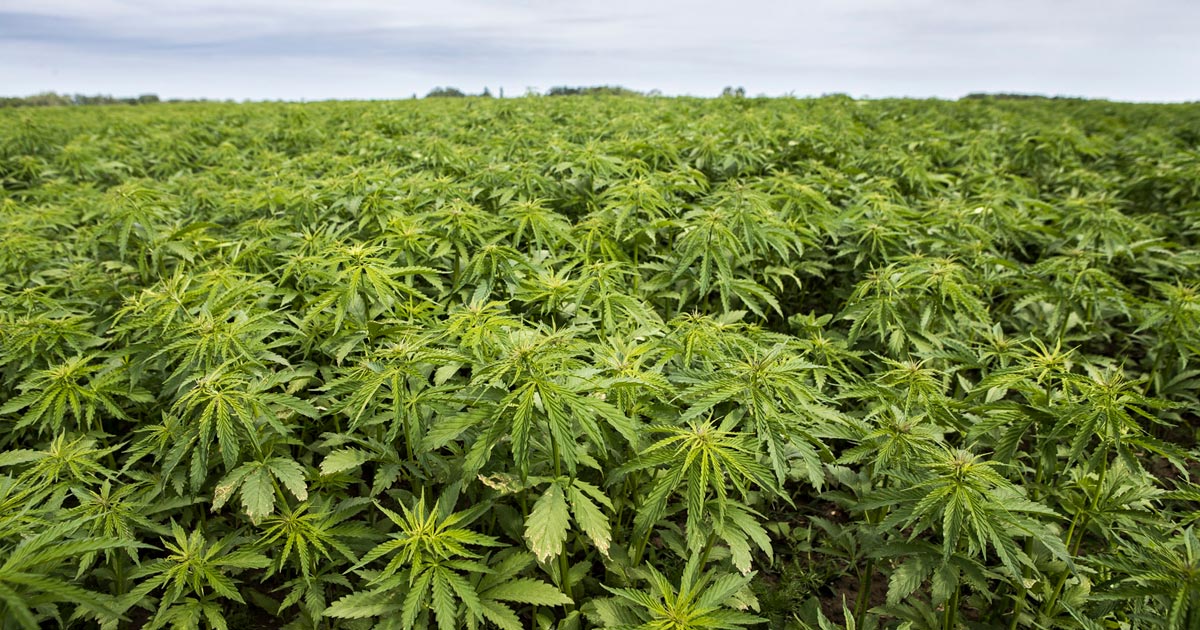EU Increases Maximum THC Limit for Hemp to 0.3% Under New Agricultural Policy