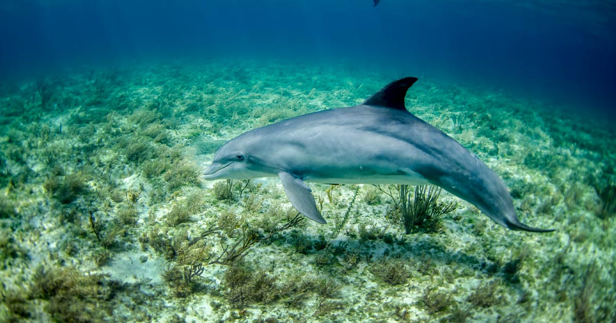 New Endocannabinoid Discovered in Dolphins May Impact Human Health