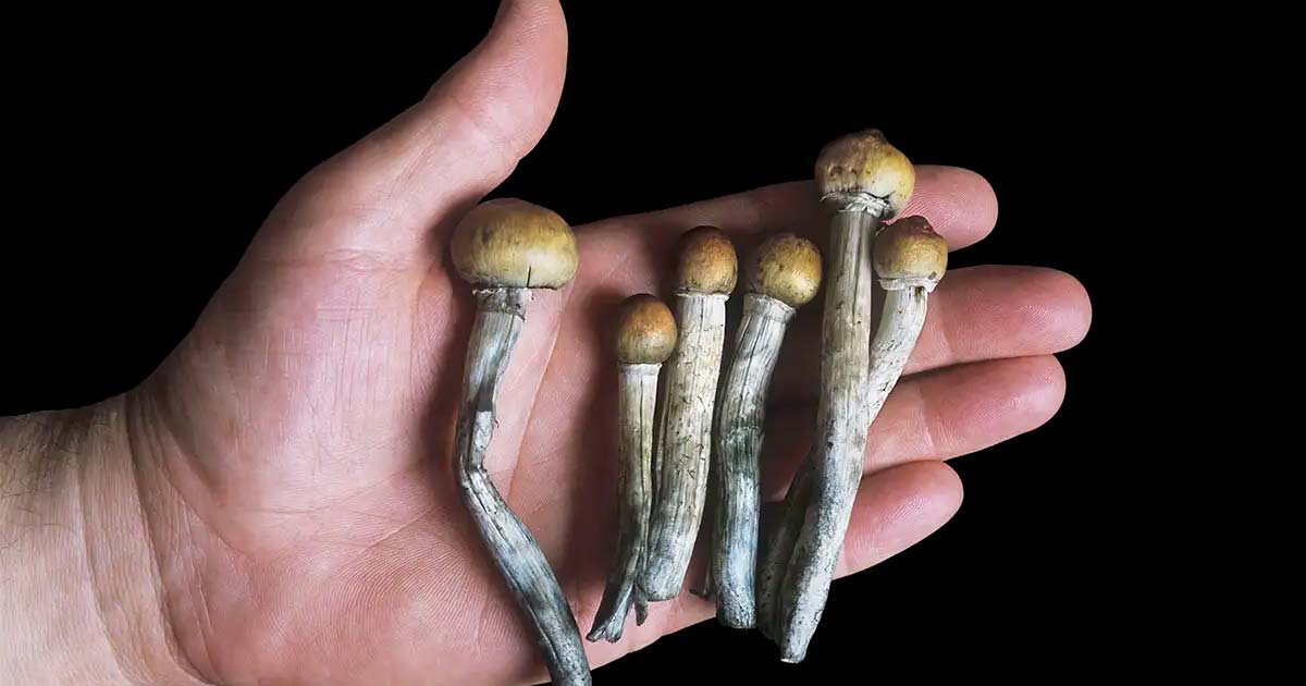 Apex Labs Launches First At-Home Psilocybin Clinical Trial for Veterans in Canada