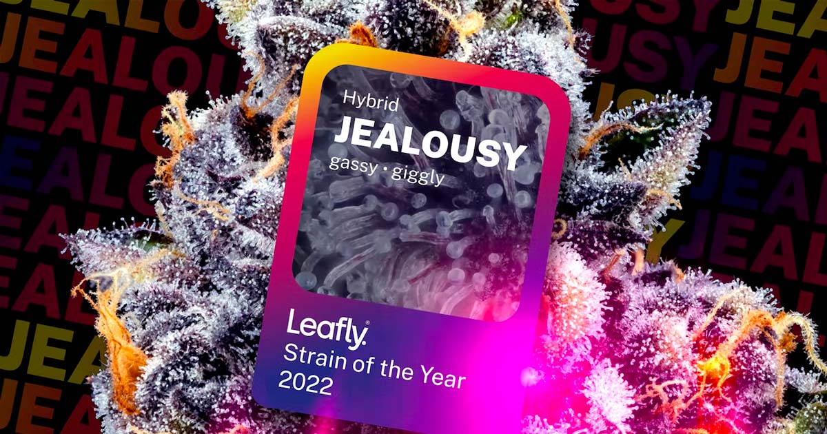 Leafly Names Jealousy as Top Cannabis Strain of 2022 in Annual Ranking