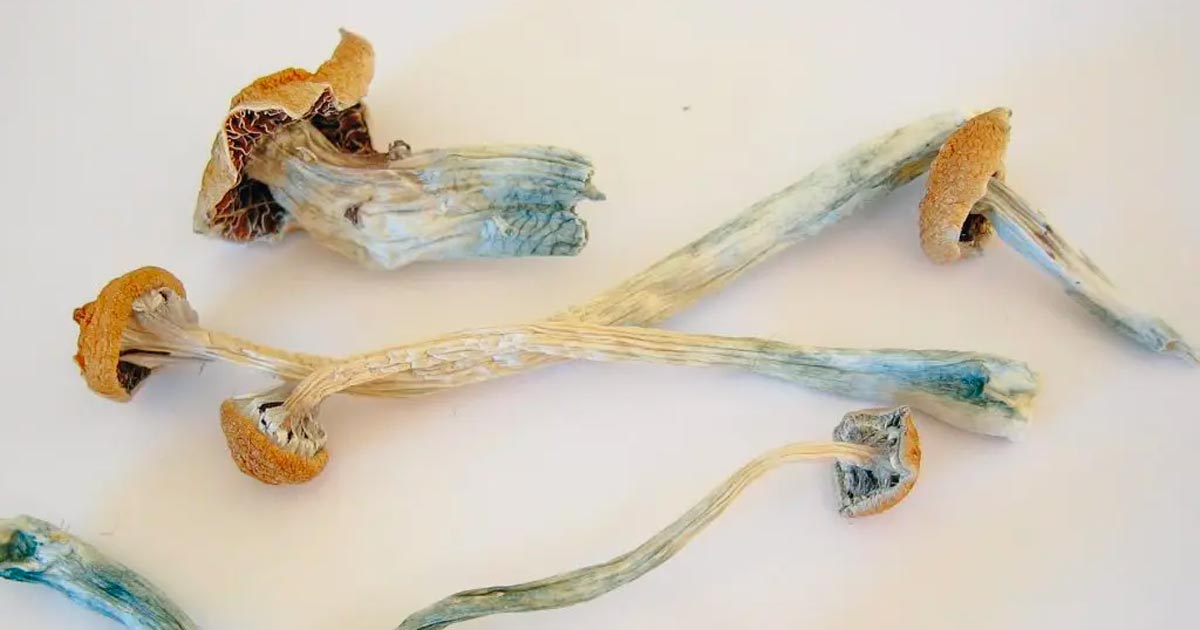 Majority of U.S. States Expected to Legalize Psychedelics by 2037