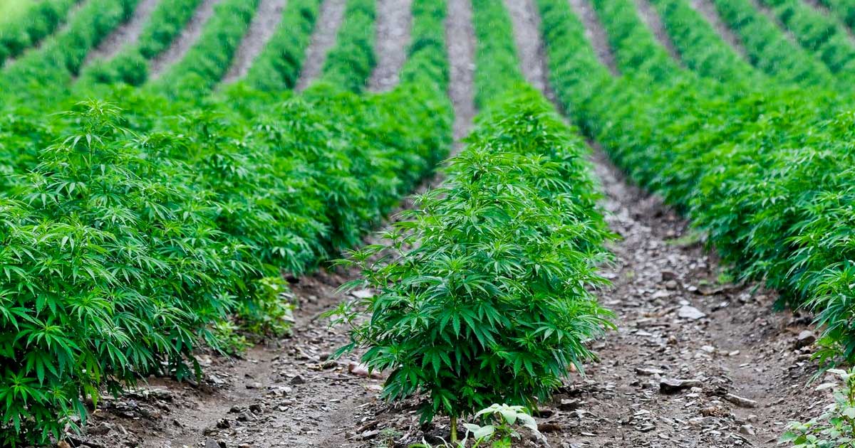 French Hemp Producers Urge Government to Increase THC Limit to 1%