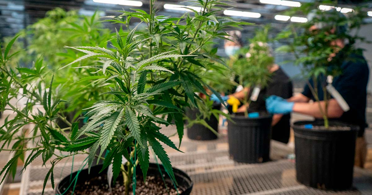 Optimal Pot Sizes for Cannabis Cultivation Enhance Growth and Yield