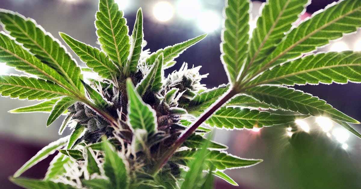 France Plans to Expand Medical Cannabis Program by Mid-2024