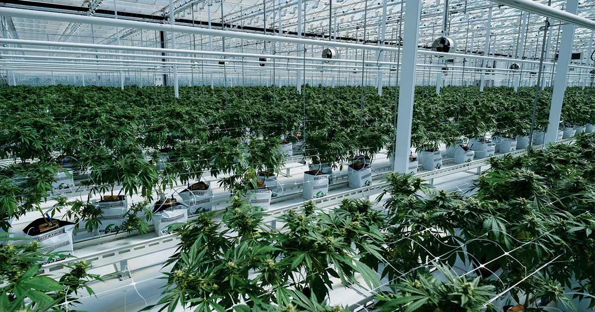 Tilray Acquires Hexo Corp in $56 Million All-Stock Deal