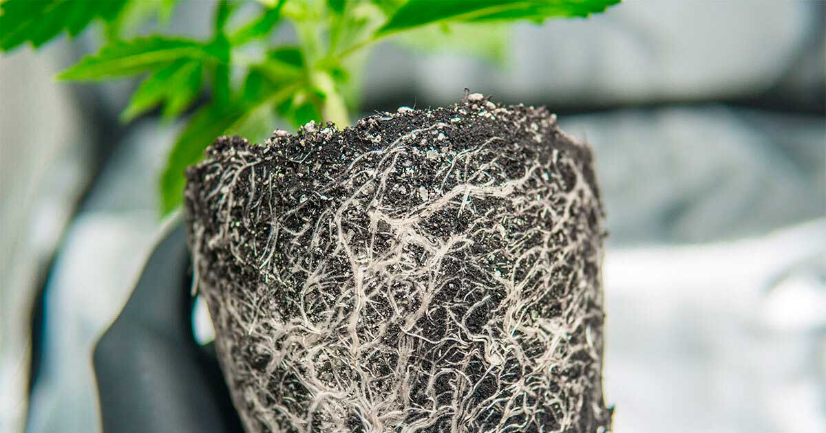 Healthy Cannabis Roots Essential for Plant Growth and Immunity