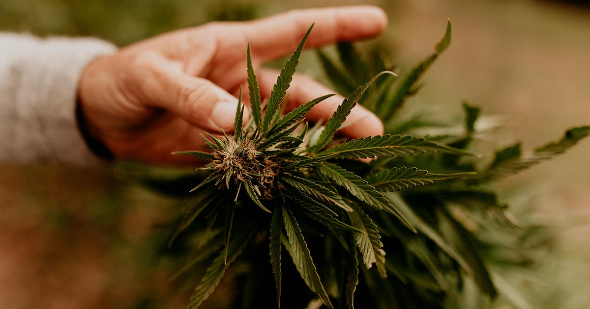 CANAUOS Advances CBD Production with New Supercritical CO2 Extraction Machine