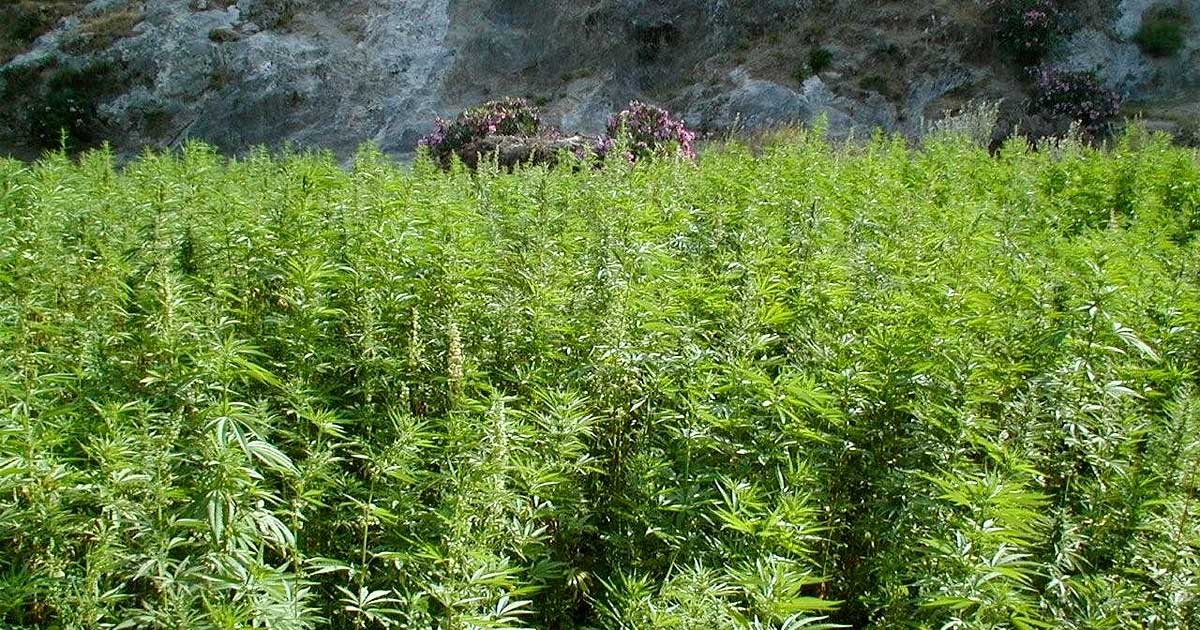 Morocco Launches First Legal Cannabis Cultivation Season with International Seeds