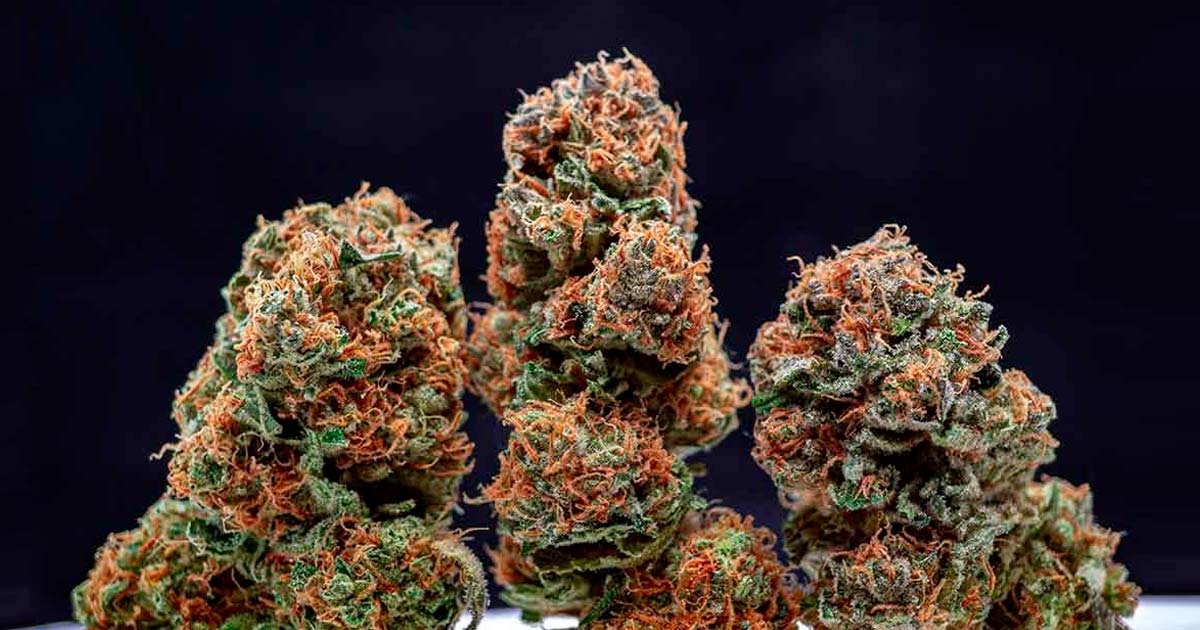 Chilean President Enacts Law Allowing Medical Cannabis Cultivation Amid Anti-Narcotics Measures