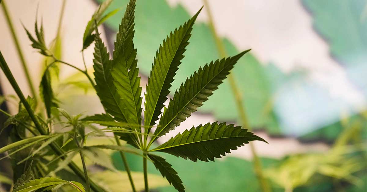 Germany Proposes Cannabis Legalization Bill, Aims for Cannabis Clubs and Home Cultivation