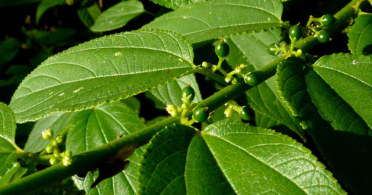 Brazilian Shrub Trema Micrantha Offers New Legal Source of CBD