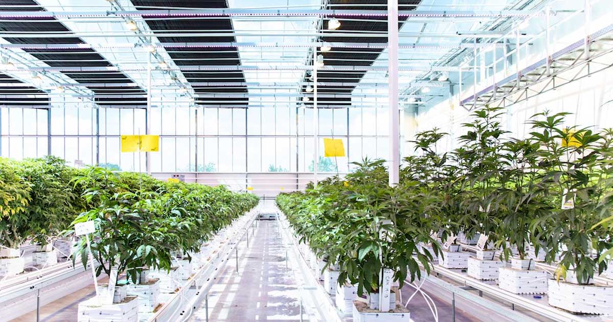 Aurora Cannabis Shuts Down Danish Facility to Cut Costs and Focus on Canadian Supply